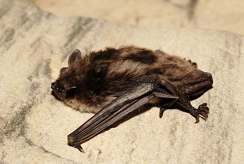 Pond bat